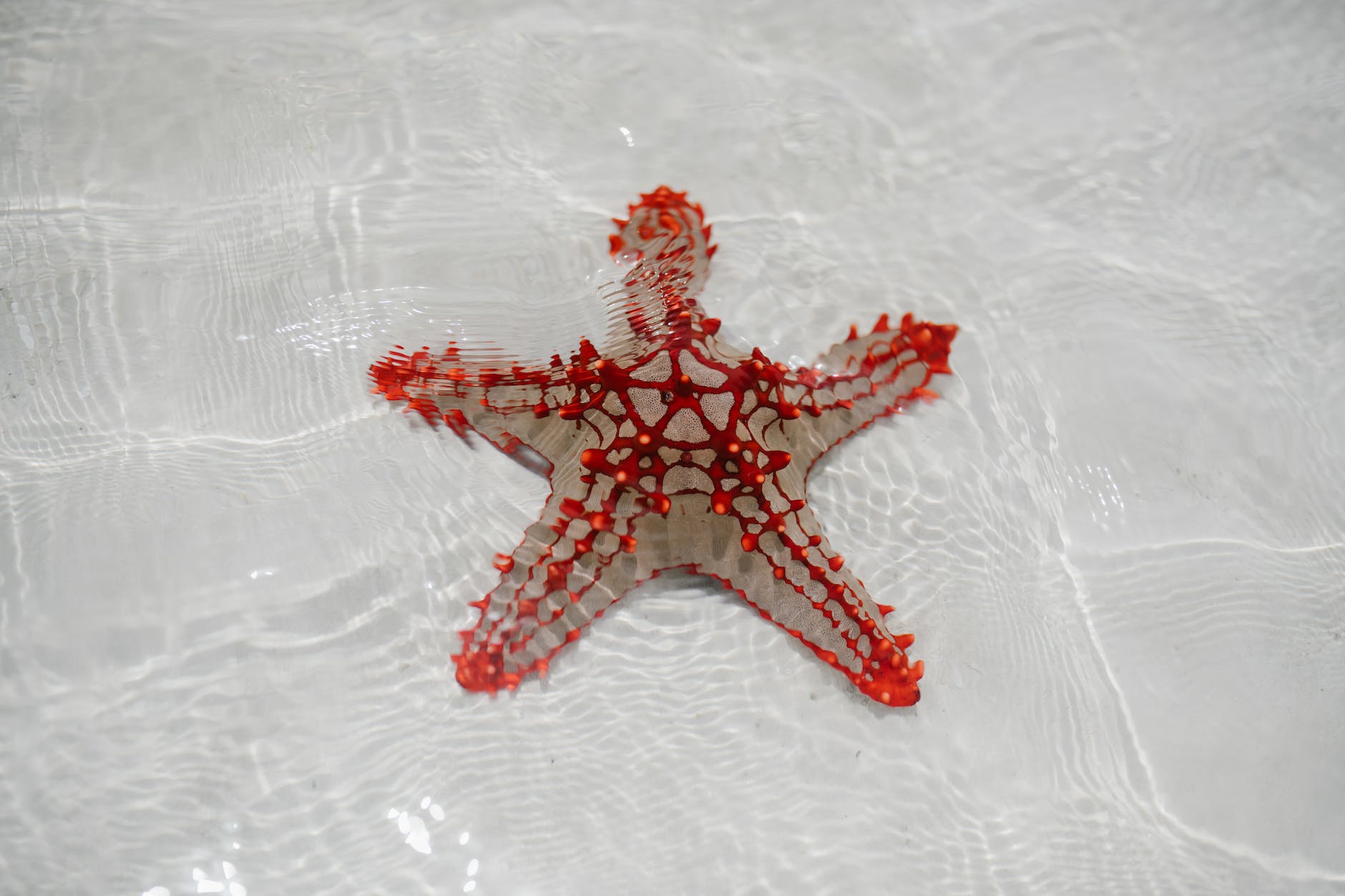 red starfish on sandy bottom of clear sea